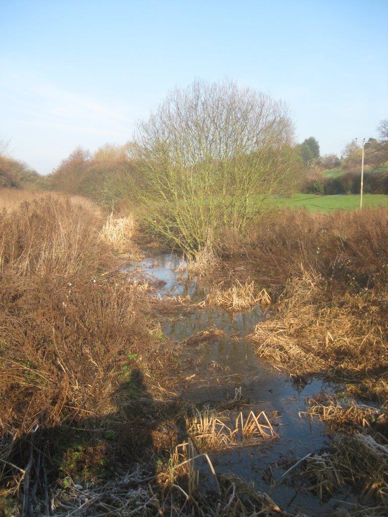 Binsted's chalk stream Rife valley is habitat for Great Crested Newt, Snipe and many other marshland creatures 